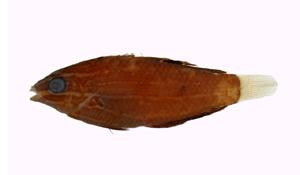 緣鰭海豬魚( i Halichoeres marginatus /i )