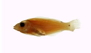 斷紋紫胸魚( i Stethojulis interrupta /i )