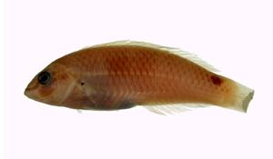 三斑海豬魚( i Halichoeres trimaculatus /i )