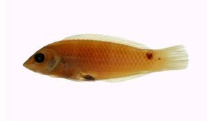 三斑海豬魚( i Halichoeres trimaculatus /i )