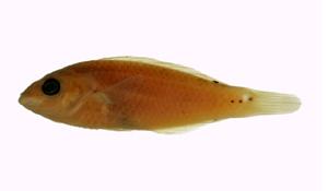 斷紋紫胸魚( i Stethojulis interrupta /i )