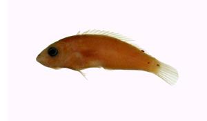 斷紋紫胸魚( i Stethojulis interrupta /i )