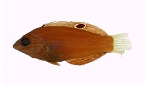緣鰭海豬魚( i Halichoeres marginatus /i )