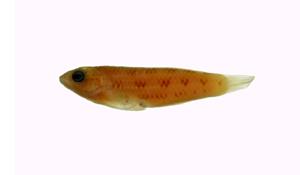 紫錦魚( i Thalassoma purpureum /i )