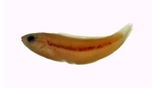 緣鰭海豬魚( i Halichoeres marginatus /i )
