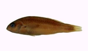 紫錦魚( i Thalassoma purpureum /i )