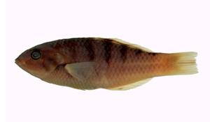 哈氏錦魚( i Thalassoma hardwicke /i )