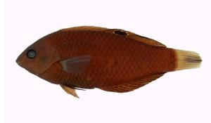 緣鰭海豬魚( i Halichoeres marginatus /i )