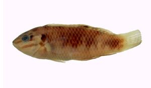虹彩海豬魚( i Halichoeres margaritaceus /i )