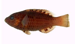 虹彩海豬魚( i Halichoeres margaritaceus /i )