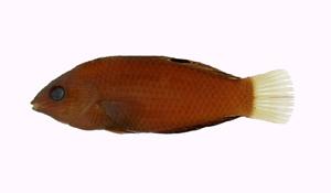 緣鰭海豬魚( i Halichoeres marginatus /i )