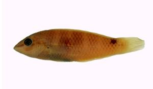 三斑海豬魚( i Halichoeres trimaculatus /i )