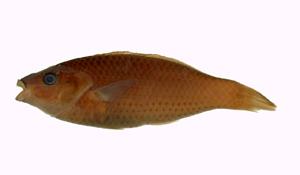 三線紫胸魚( i Stethojulis trilineata /i )