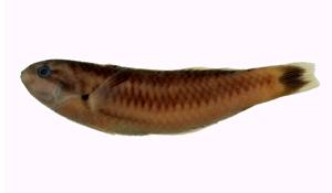 綠錦魚( i Thalassoma cupido /i )