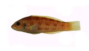 紫錦魚( i Thalassoma purpureum /i )