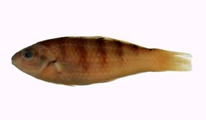 哈氏錦魚( i Thalassoma hardwicke /i )