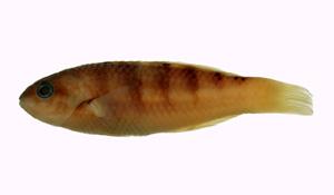 哈氏錦魚( i Thalassoma hardwicke /i )