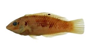 虹彩海豬魚( i Halichoeres margaritaceus /i )