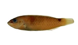 三斑海豬魚( i Halichoeres trimaculatus /i )