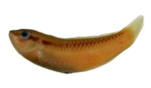 頸帶海豬魚( i Halichoeres scapularis /i )