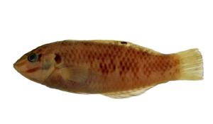 虹彩海豬魚( i Halichoeres margaritaceus /i )