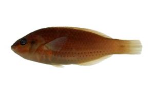 三線紫胸魚( i Stethojulis trilineata /i )