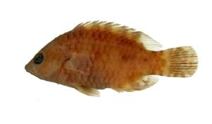 三葉唇魚( i Cheilinus trilobatus /i )