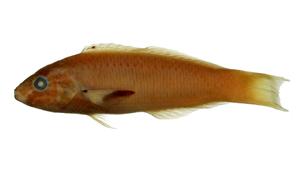黃衣錦魚( i Thalassoma lutescens /i )