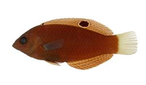 緣鰭海豬魚( i Halichoeres marginatus /i )
