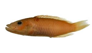 單帶唇魚( i Cheilinus unifasciatus /i )