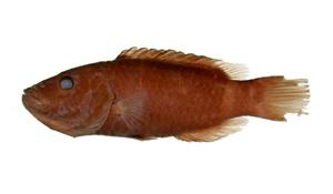 單帶唇魚( i Cheilinus unifasciatus /i )