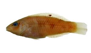 雲斑海豬魚( i Halichoeres hortulanus /i )