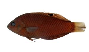 緣鰭海豬魚( i Halichoeres marginatus /i )