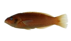 三線紫胸魚( i Stethojulis trilineata /i )