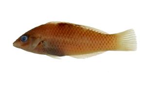 雲斑海豬魚( i Halichoeres hortulanus /i )