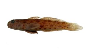 妝飾細棘鰕虎魚( i Acentrogobius ornatus /i )