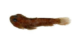 黑鰕虎( i Bathygobius fuscus /i )