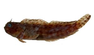 條紋蛙鳚( i Istiblennius edentulus /i )