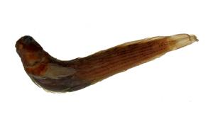 紋身蛙鳚( i Istiblennius lineatus /i )