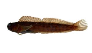 紋身蛙鳚( i Istiblennius lineatus /i )