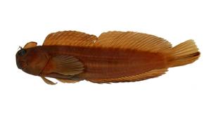 條紋蛙鳚( i Istiblennius edentulus /i )
