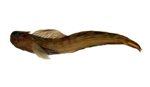 紋身蛙鳚( i Istiblennius lineatus /i )