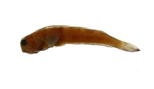 笠鳚( i Rhabdoblennius ellipes /i )