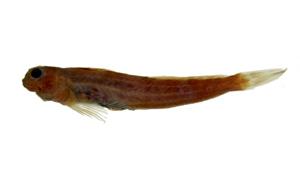 珠點動齒鳚( i Istiblennius meleagris /i )