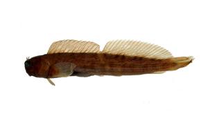 紋身蛙鳚( i Istiblennius lineatus /i )