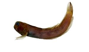 笠鳚( i Rhabdoblennius ellipes /i )