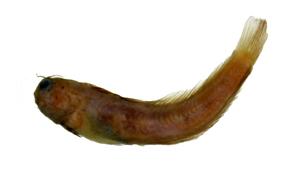 笠鳚( i Rhabdoblennius ellipes /i )