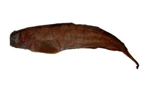 紋帶動齒鳚( i Istiblennius enosimae /i )