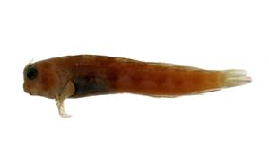 笠鳚( i Rhabdoblennius ellipes /i )