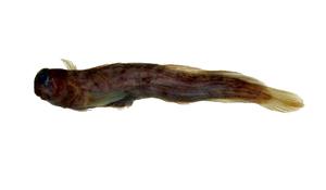 紋身蛙鳚( i Istiblennius lineatus /i )
